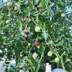 Jujubenbaum
