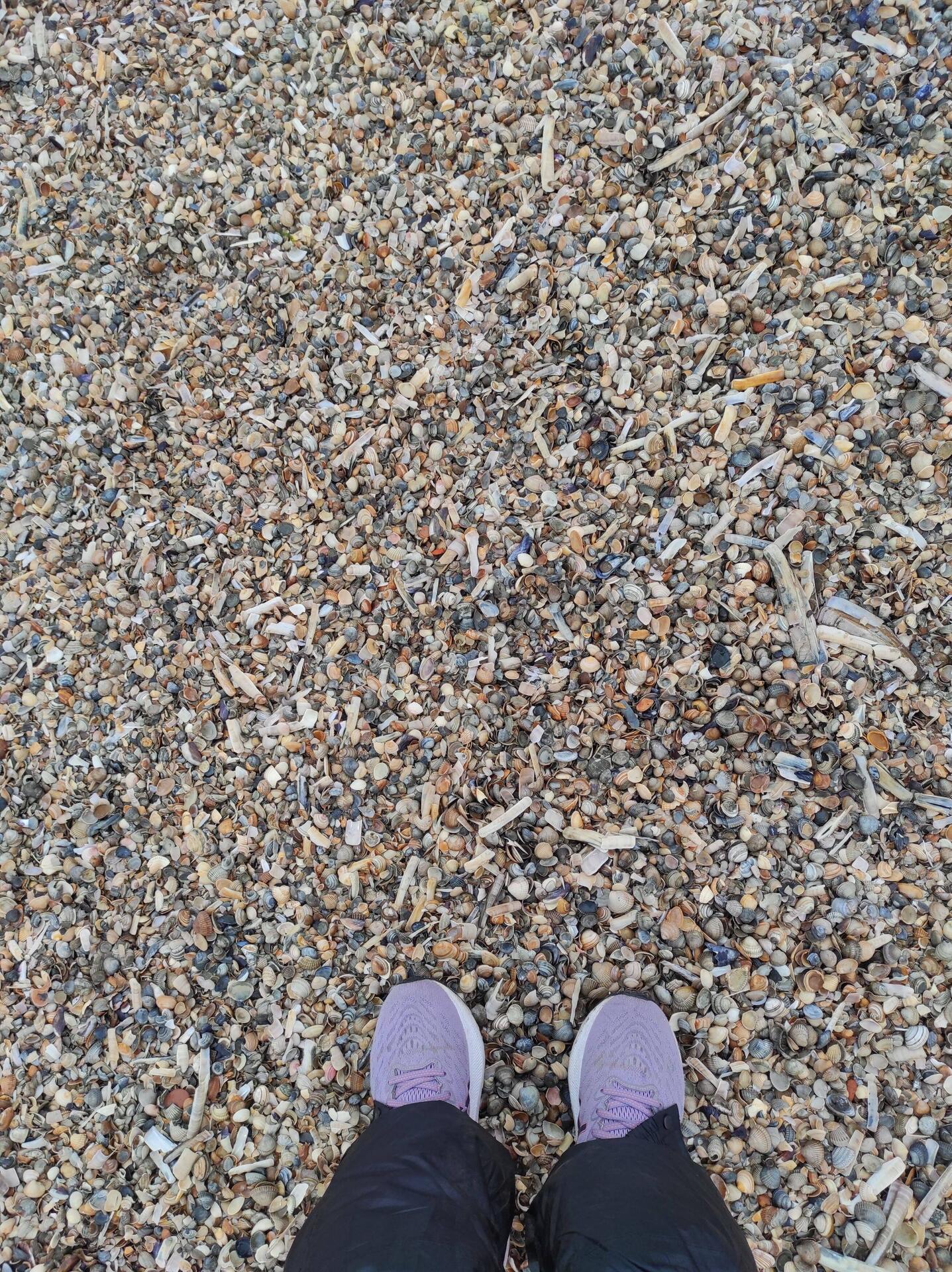 Muscheln ohne Ende.