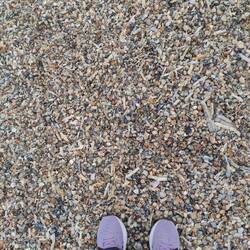 Muscheln ohne Ende.