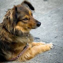 Cute doggie — Città di San Marino