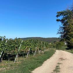 Durch die Weinberge bei Egisholz