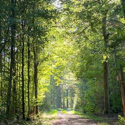 Durch den Wald zur Burg Rötteln
