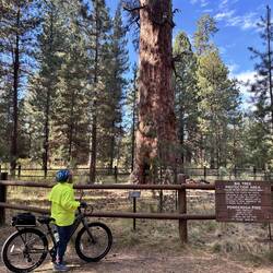 Not a Sequoia