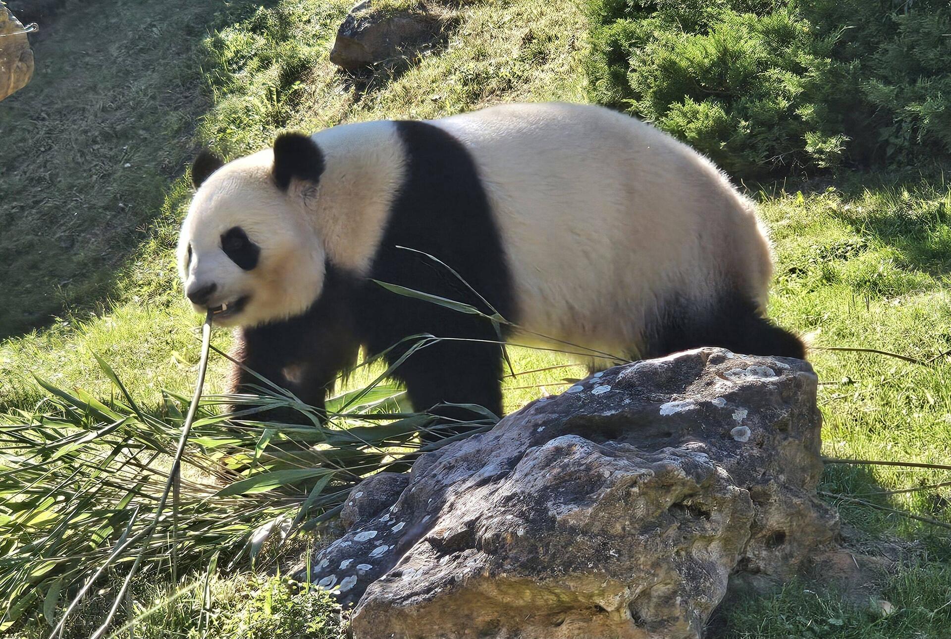 🐼