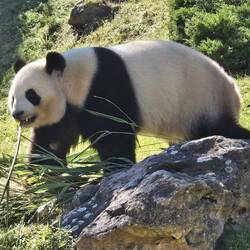 🐼