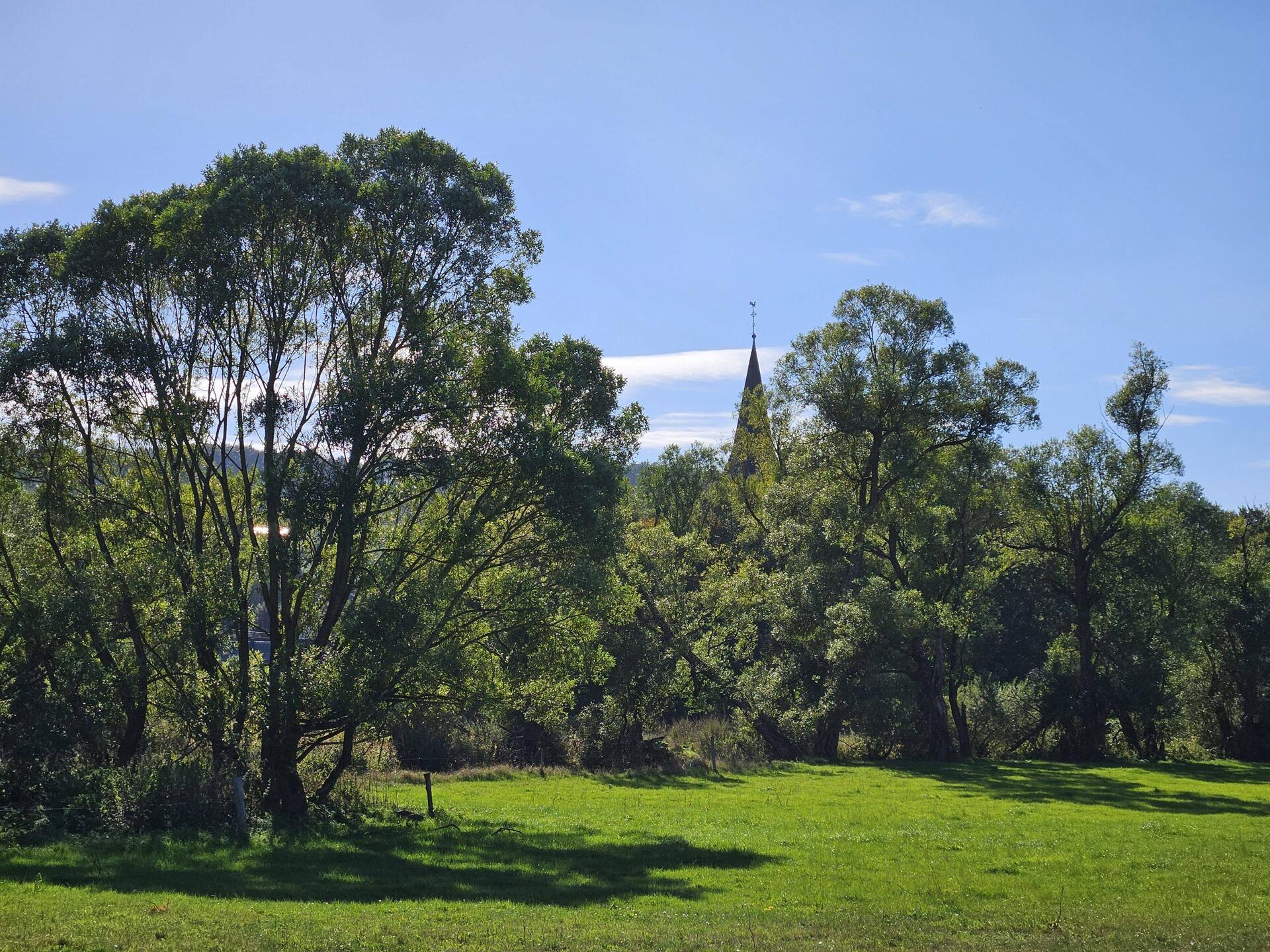 Willow trees along the Kyll