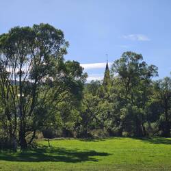 Willow trees along the Kyll