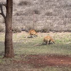 Tierischer Besuch im Camp