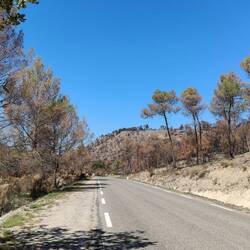 ...auch hier hat das Feuer (Waldbrand im Frühling) seine Spuren hinterlassen