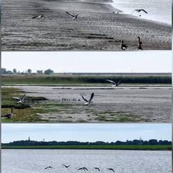 Viele Gänse hier