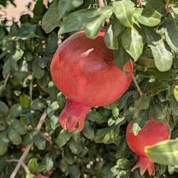 Pomegranate