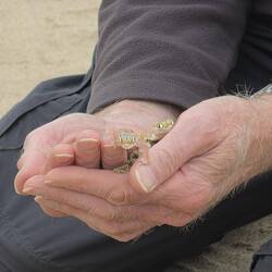 Two Namib Sand Geckos