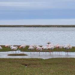 We started by seeing more flamingos