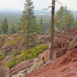 Dead tree on the edge of the crater