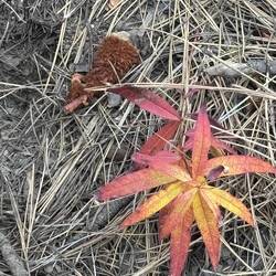 More pretty color