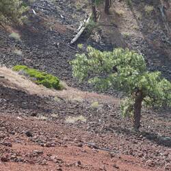 Squashed pine tree in the crater