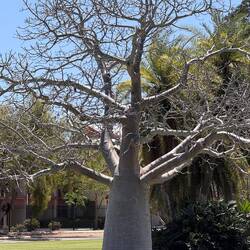 Flaschenbaum im Park
