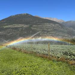 die Bewässerungsanlage schenkt uns einen Regenbogen, herrlich