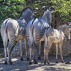 Die Zebras zeigten sich nur von ihrer schönsten Seite 😂.