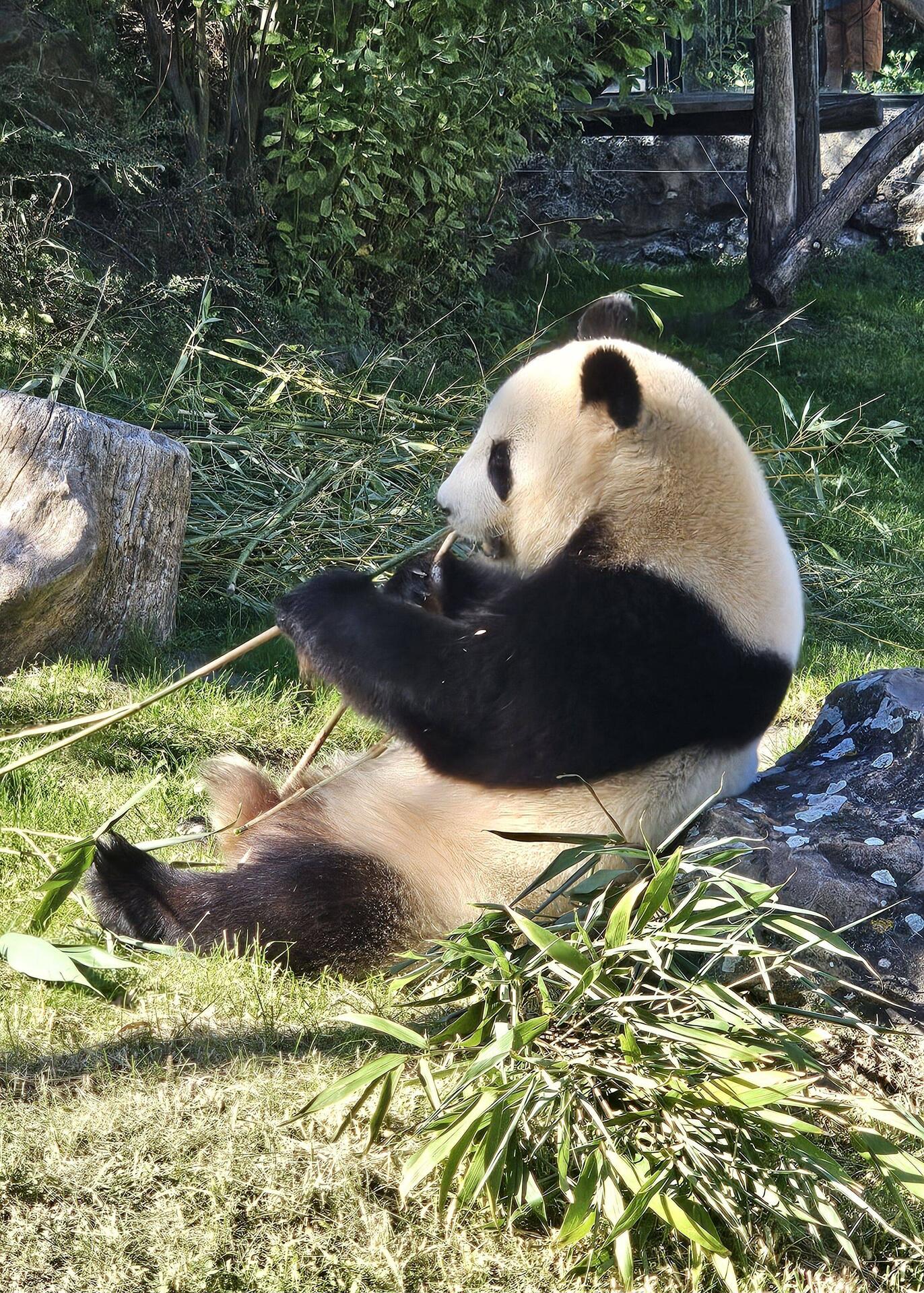 Unser erster Panda von Angesicht zu Angesicht 🐼