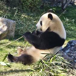 Unser erster Panda von Angesicht zu Angesicht 🐼