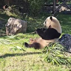 🐼❤️🐼