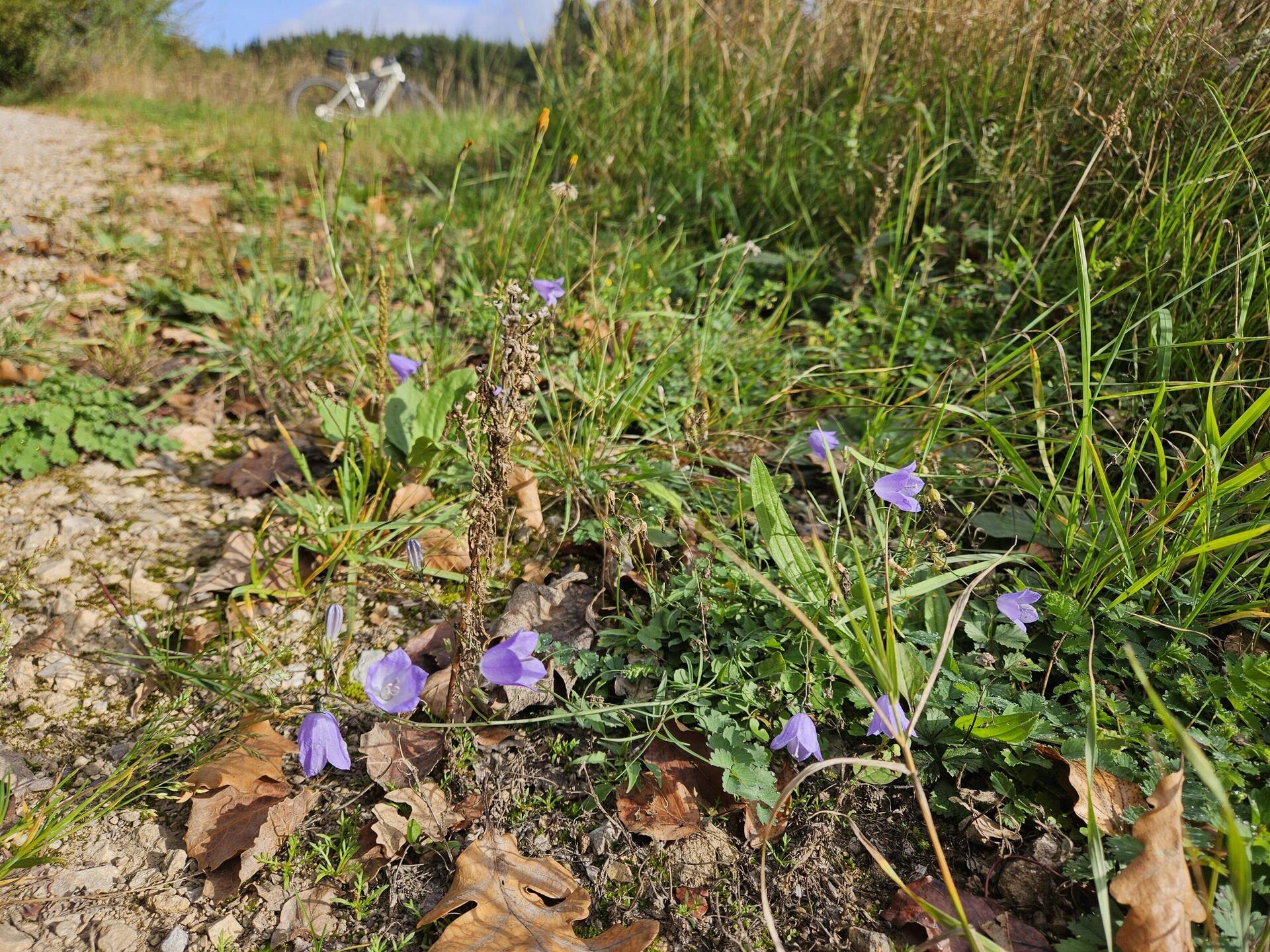 Campanula rotundifolia