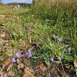 Campanula rotundifolia