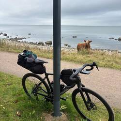 Zeekoeien 🐮