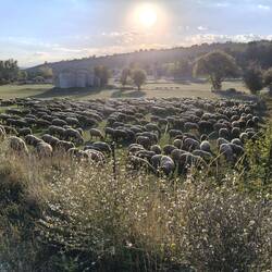 Schafherde geniesst die Abendsonne und noch reichlich Alpenkräuter