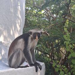 Immer noch etwas Safari hier auf Zanzibar