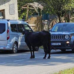 die Strassen gehören den Tieren 😁