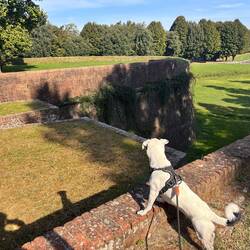 Mizzy auf der Stadtmauer