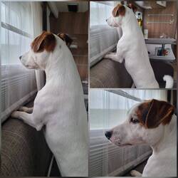 Checkpoint Fenster
