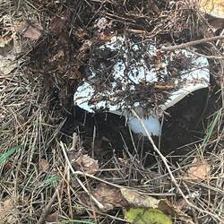 Emerging mushroom