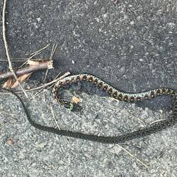 Dead snake