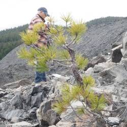 Whitebark Pine