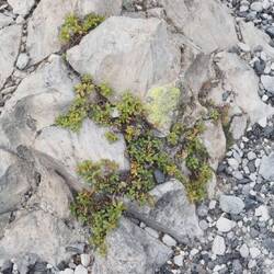 More vegetation growing in the cracks