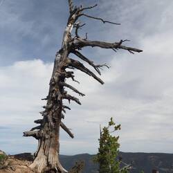 Dead tree