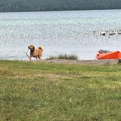 Someone's Golden Retriever removing sticks from the bottom of the lake