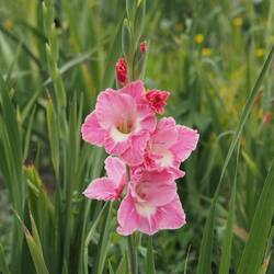 Es ist spät im Jahr, doch nie zu spät für schöne Blumen
