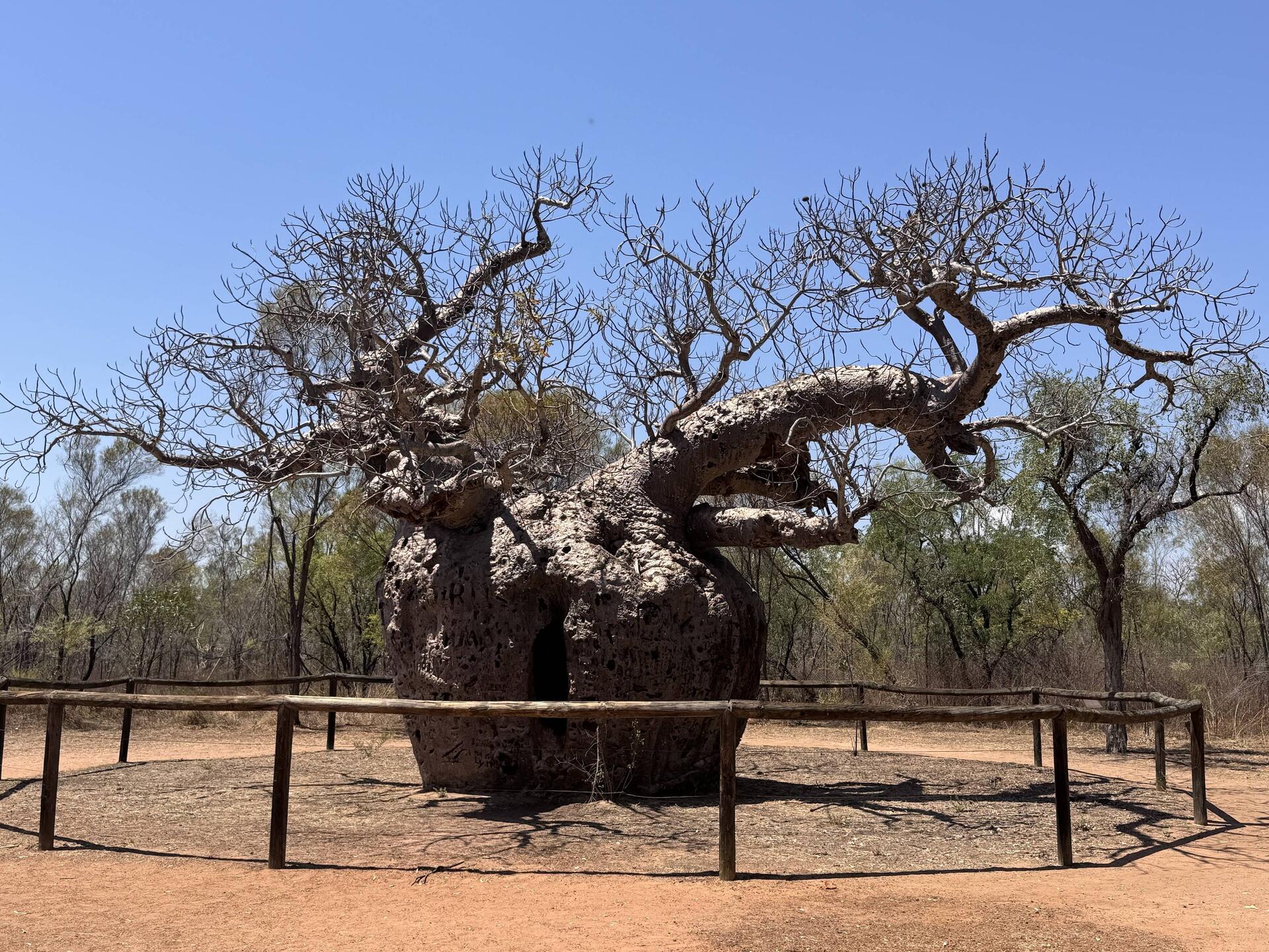 Der berühmte Prison Tree