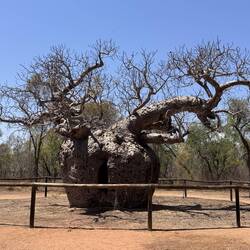 Der berühmte Prison Tree