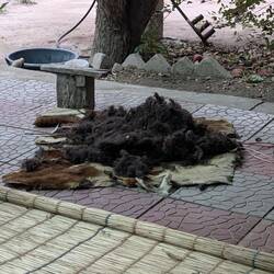 Wool before beating