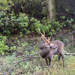 Zum Glück ging er zurück in den Wald