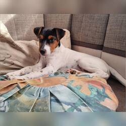 Und der Rotzlöffel lag da noch wie Pascha