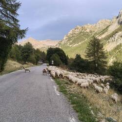 National Park Mercantour Bergbewohner blockieren die Strasse