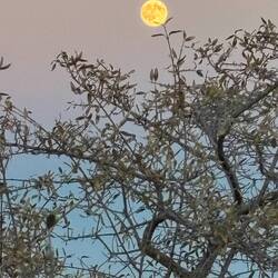 "Harvest" moon rising, full tomorrow.