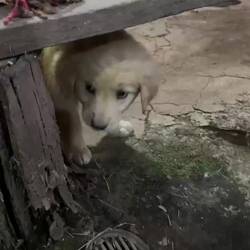 🐶🥹