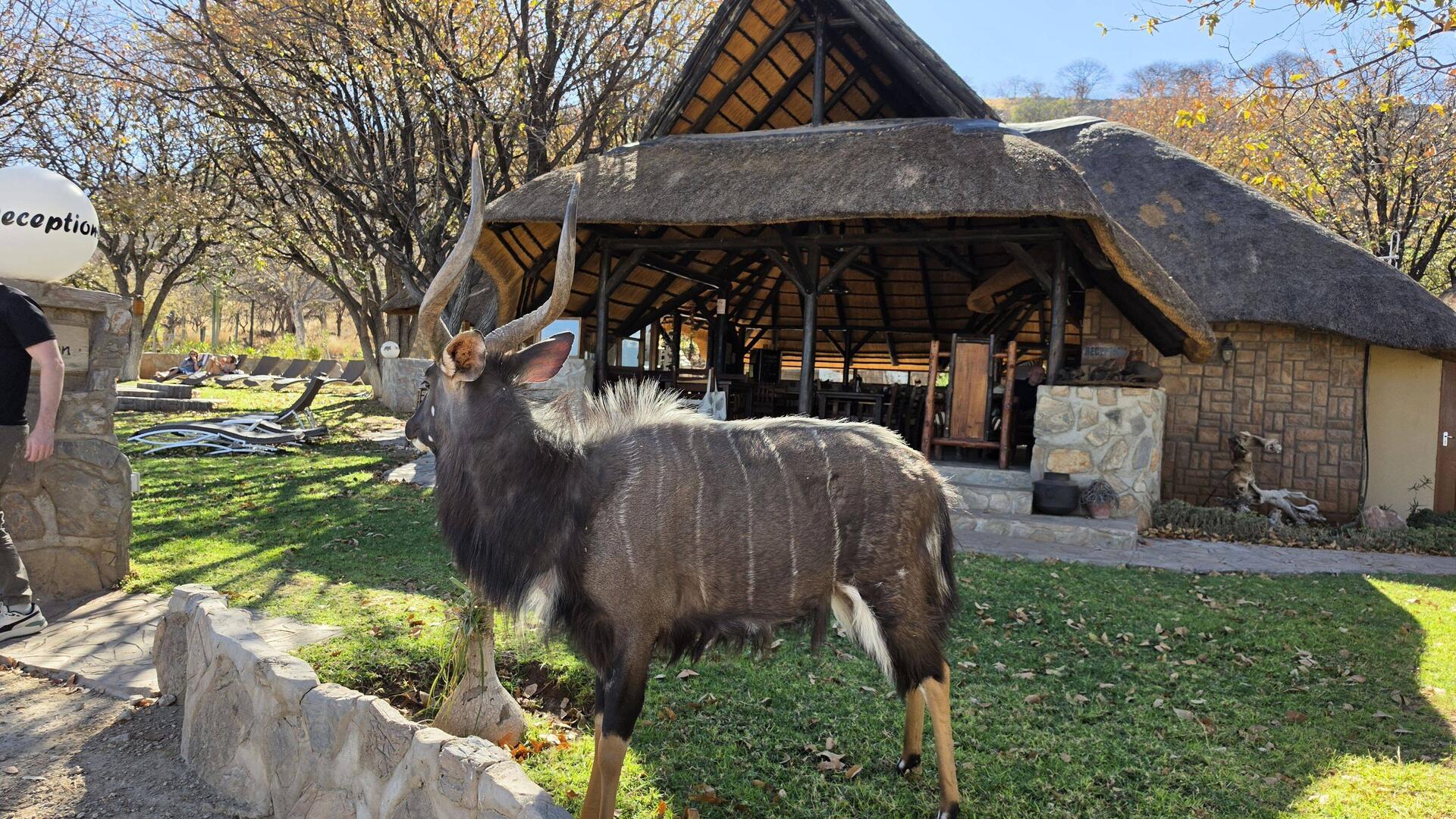 A Kudu was waiting to welcome us to the Sophienhof Lodge - clearly camera shy here